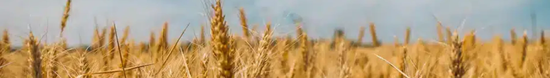 Чорнобаївка : оренда приватного літака