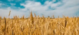 Маріуполь: оренда приватного літака