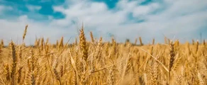 Чорнобаївка : оренда приватного літака