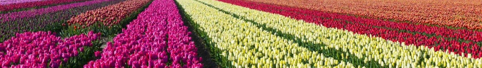 Hoogeveen : місцезнаходження приватного літака