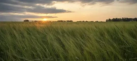 Певек : оренда приватних літаків