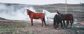 Ставрополь Шпаковське : оренда приватного літака