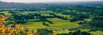 Vignobles en région Beaujolais au couché du soleil