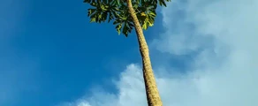 Kinshasa Ndjili Intl : оренда приватних літаків