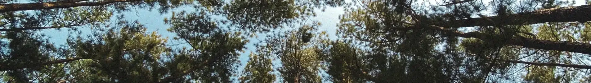 Сокото Султан Абубакар : оренда приватного літака